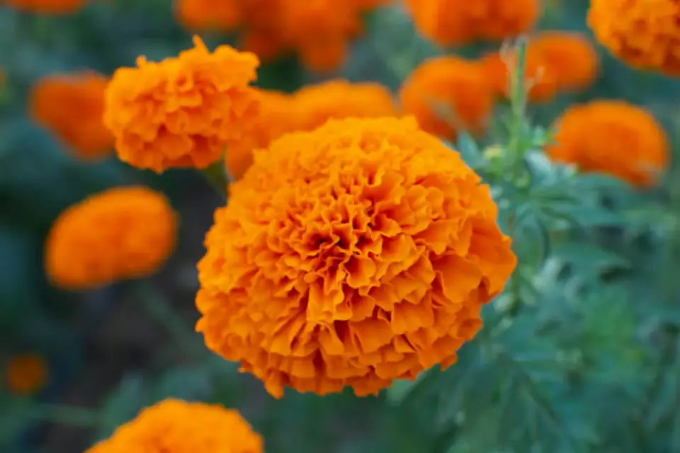 Orange marigolds in a field, up close