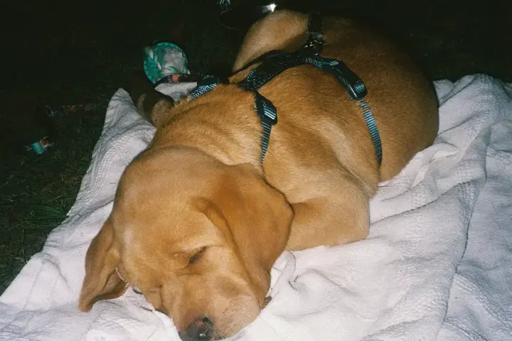 How the example starts: “Remembering Lola” over her photo asleep on her blanket, with a letter from Ana and Chris, who had her for fourteen years.