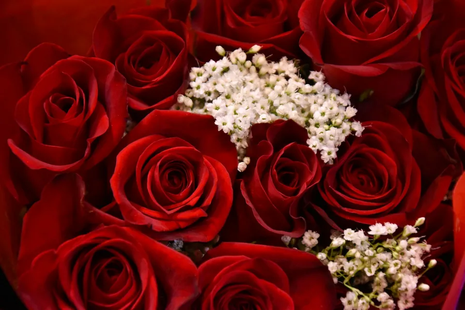 A bouquet of red roses with small white flowers